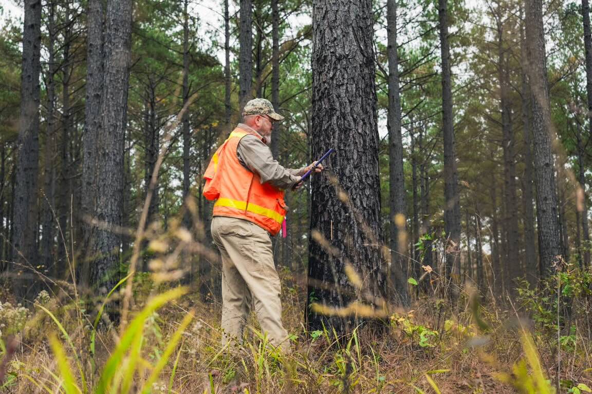 S&J Taylor Forest Carbon Project