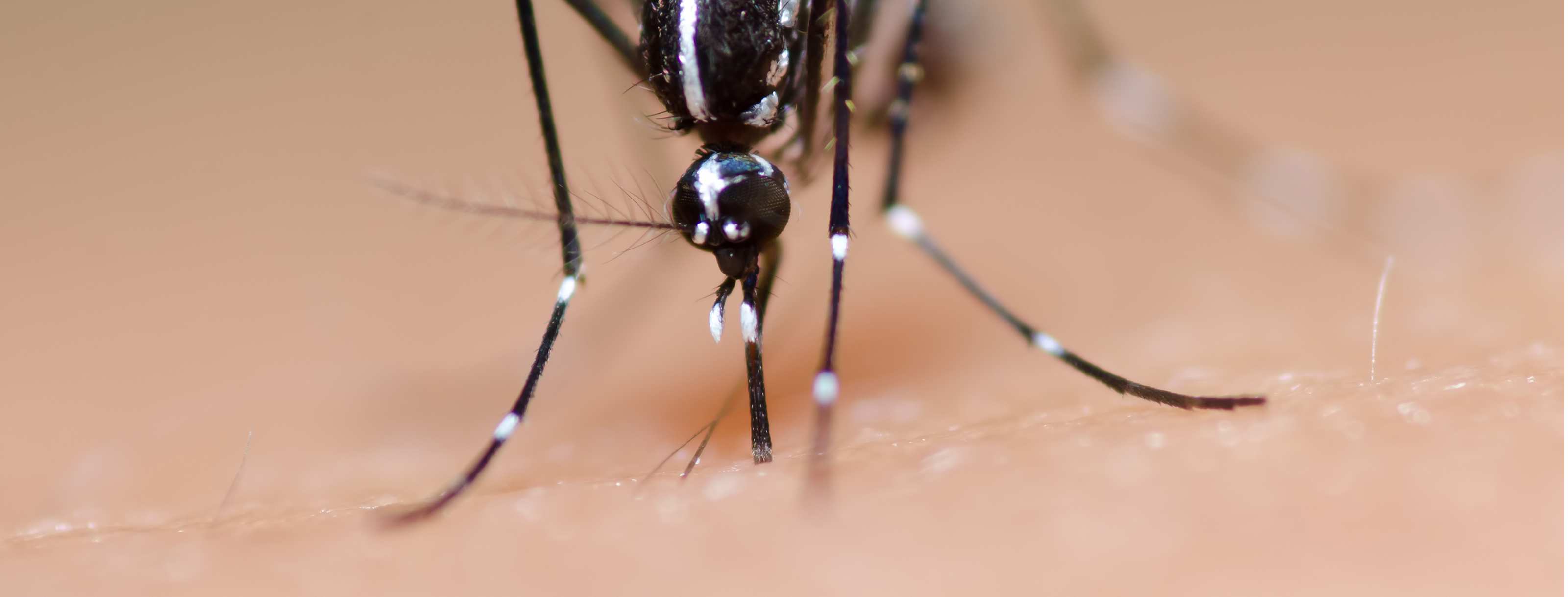 Mosquito Infectious Disease