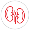 Renal icon