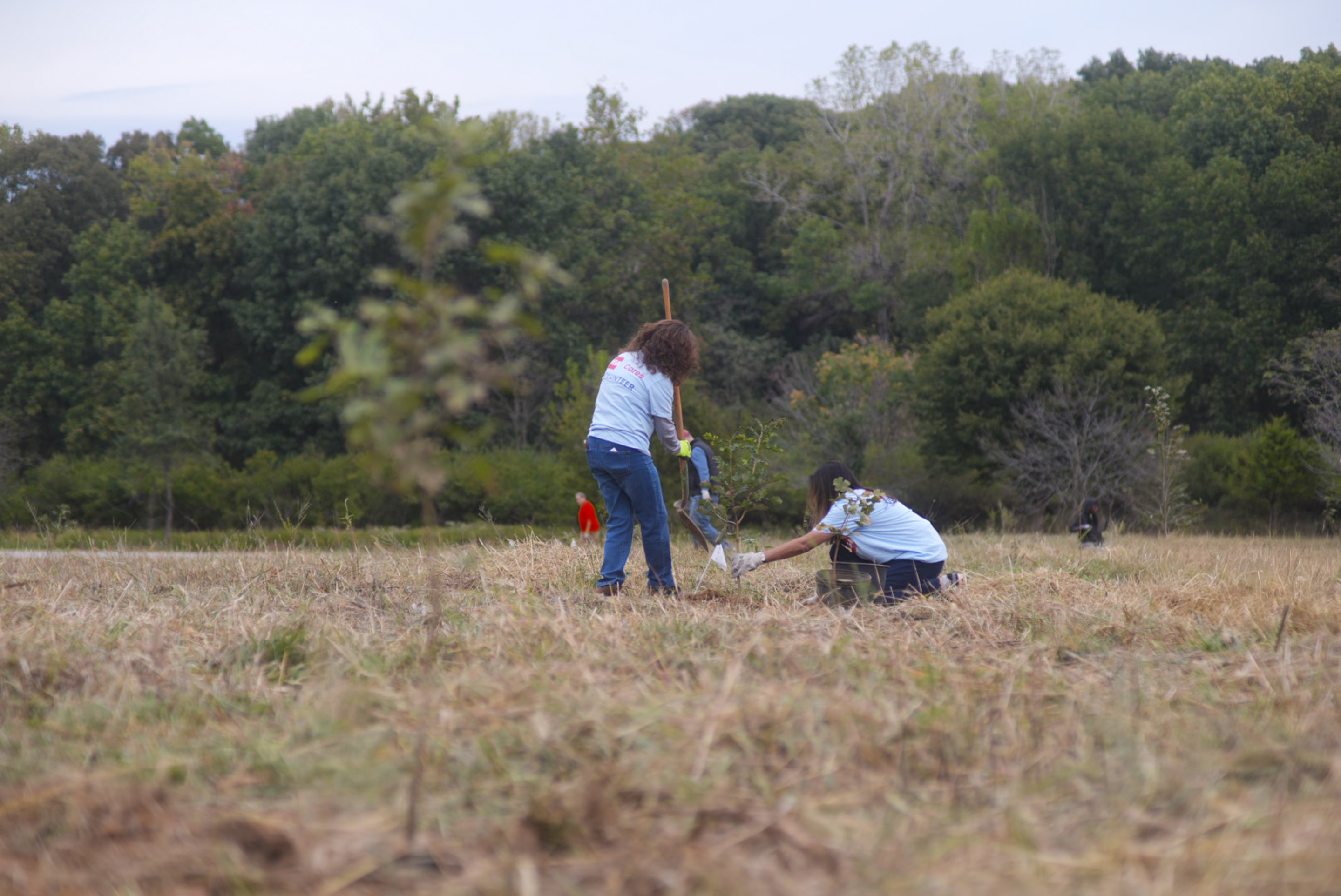RGA employees planting a tree