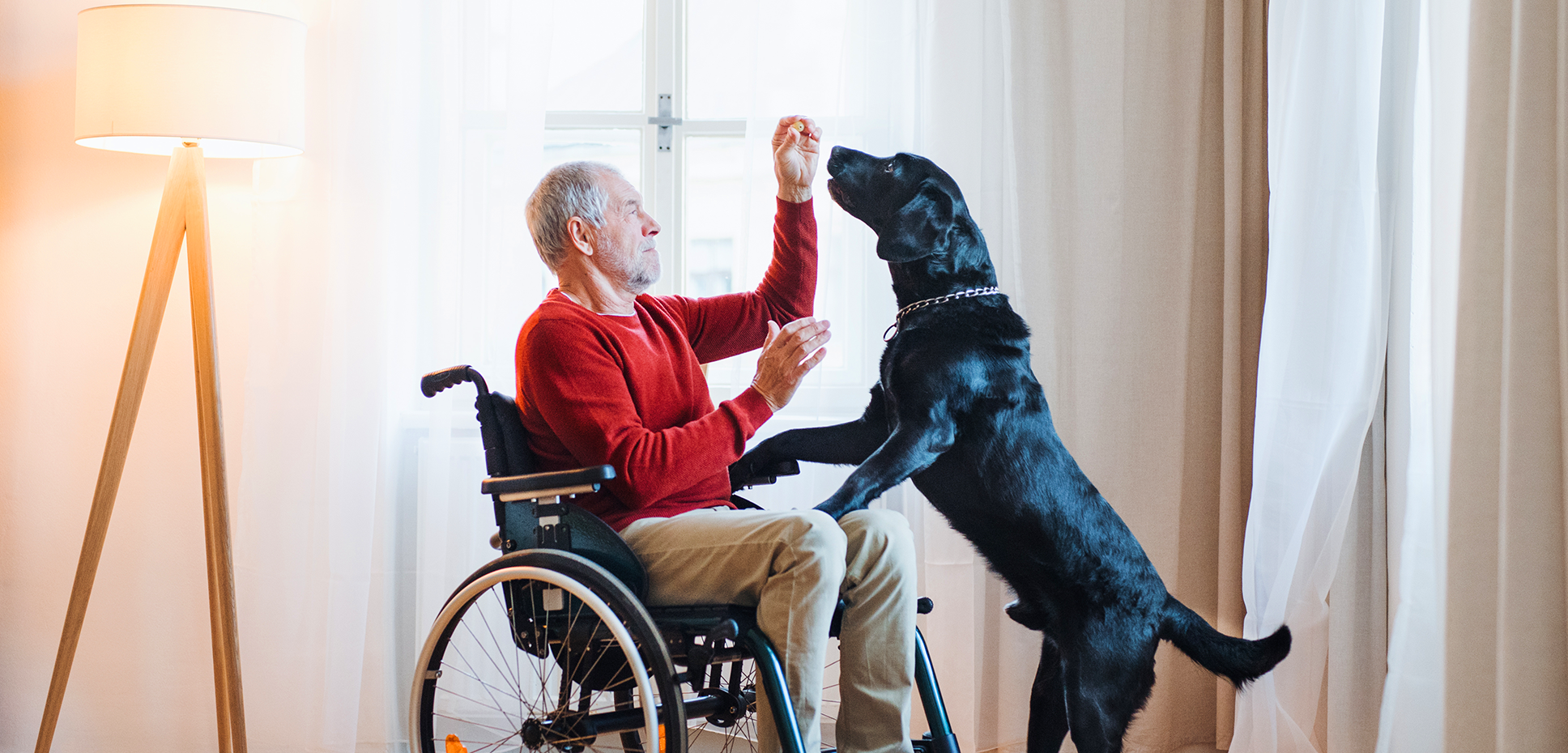 A black dog leaps atop a seated man in a wheelchair who is holding out a treat.
