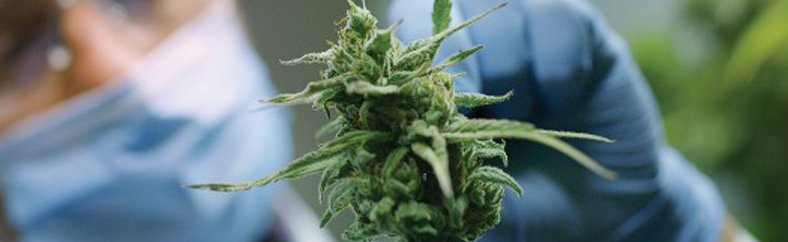Cannabis long Cannabis long