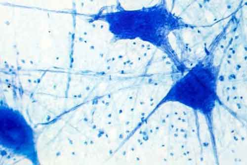 Glial cells microscopic image