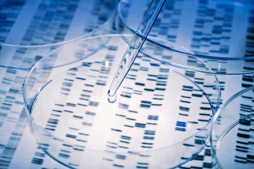 DNA typing with petri dish