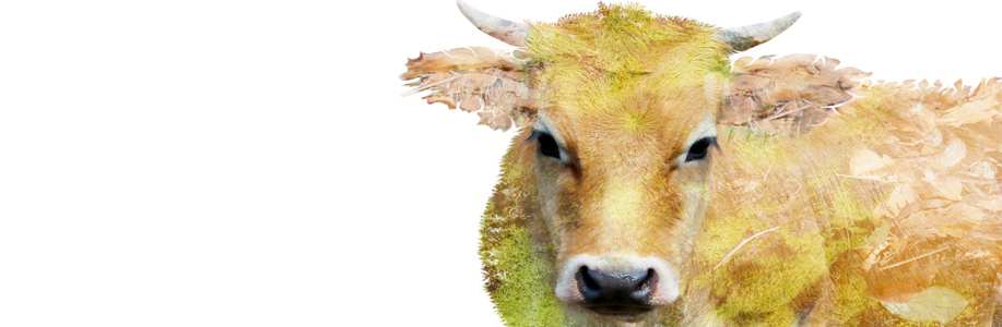 Seven Cows and Technicolor Dreamcoat