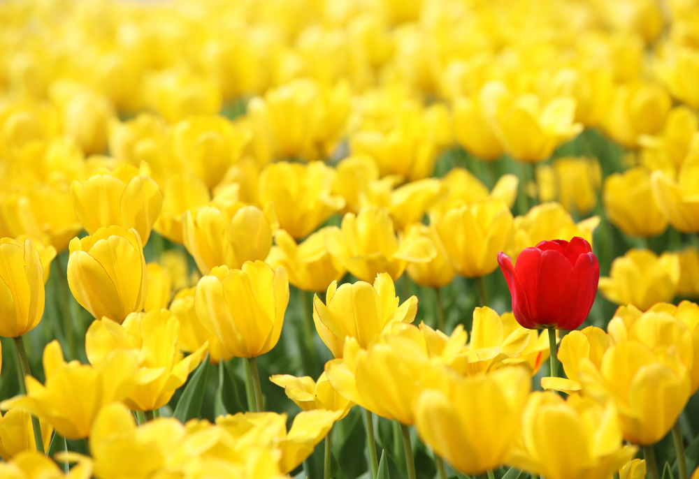Crowded Field of yellow flowers with single red tulip