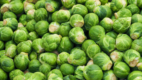 Group of sprouts