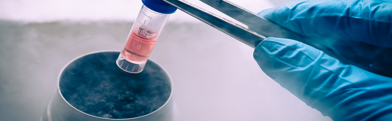 Stem cell long2 Stem cell long2