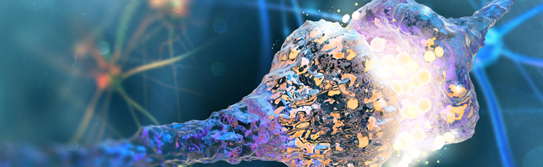 synapse long synapse long