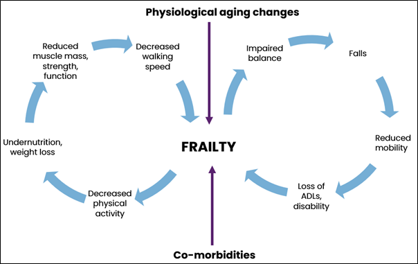 The cycle of frailty