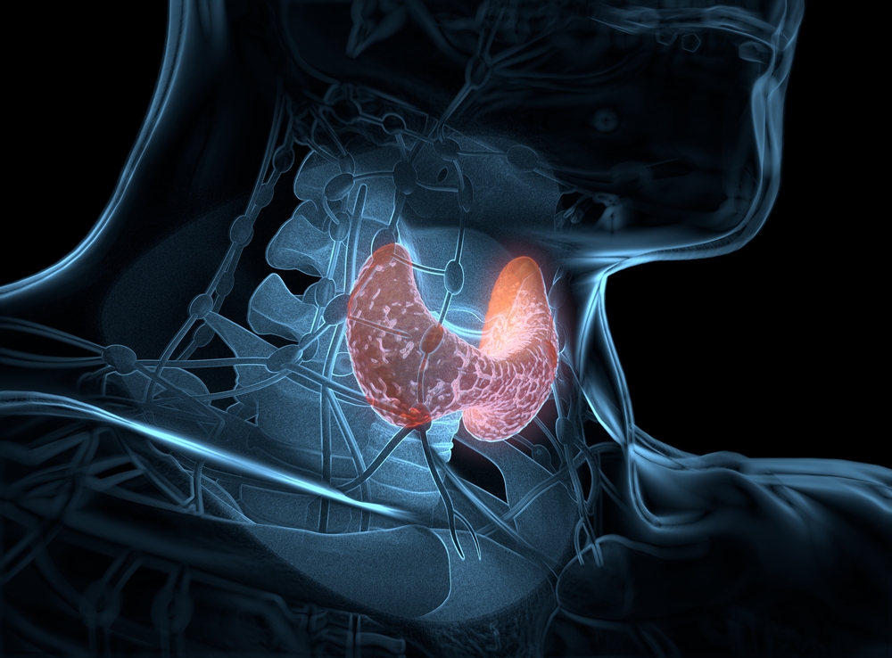 Illustration of the Thyroid