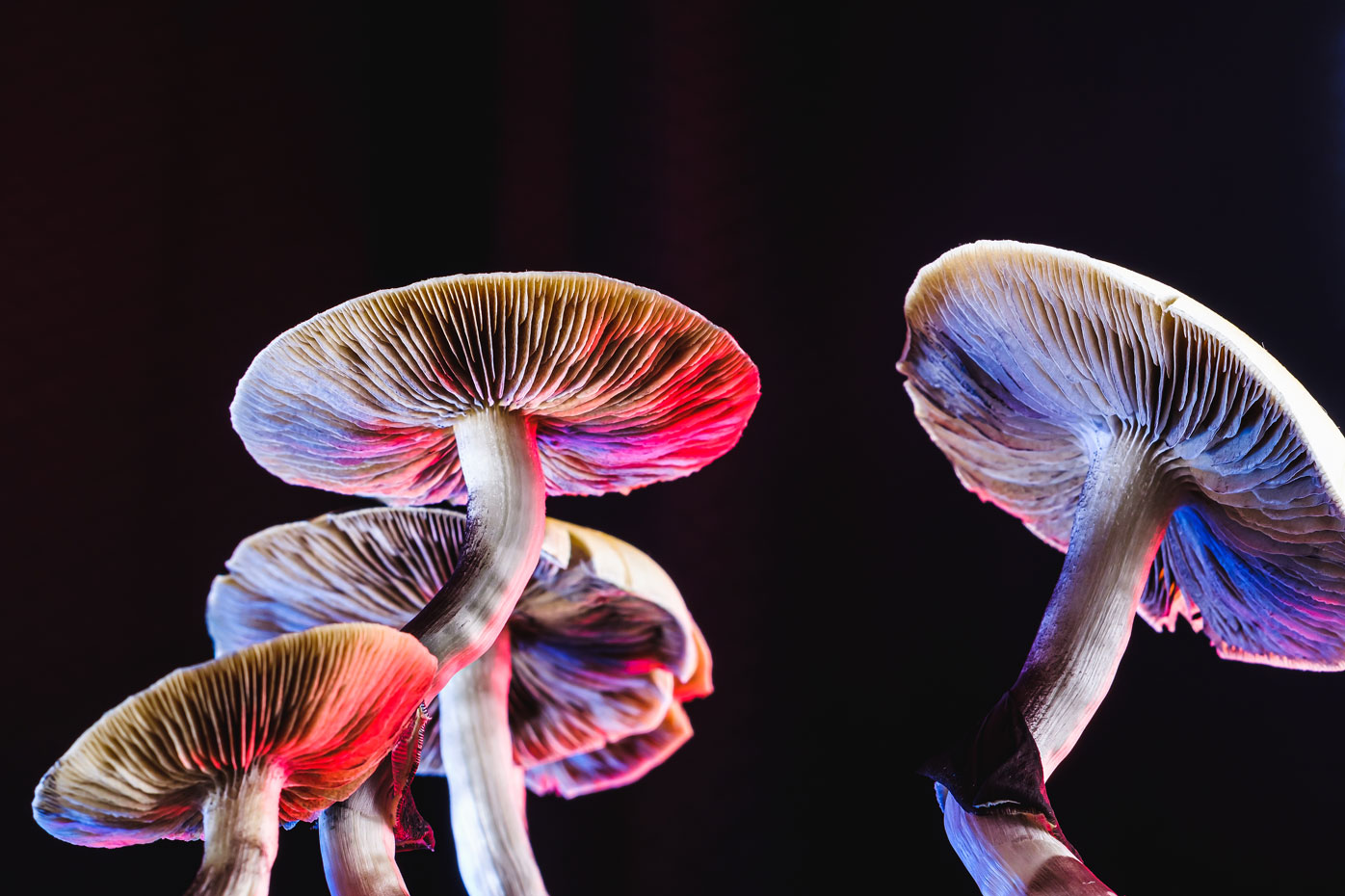 Psychedelics_OTR_shutterstock_1821529910