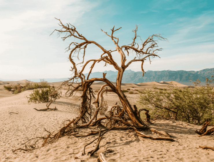 Dying Tree in the Desert