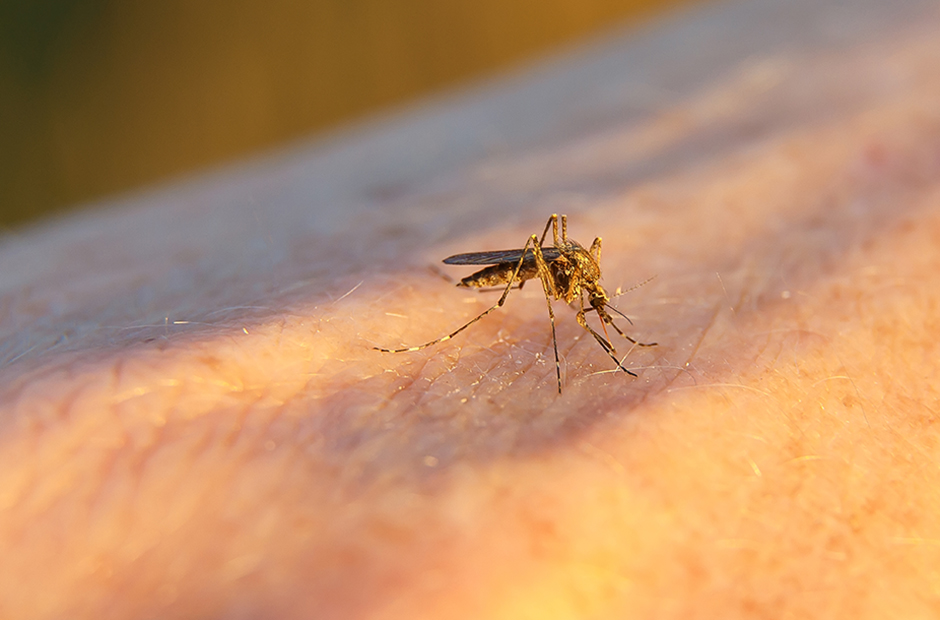 Infectious Disease, mosquitos, zika, zoonotic, vectors